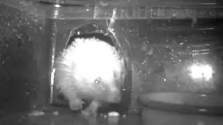 #hedgehog back for more 8:24pm 270316