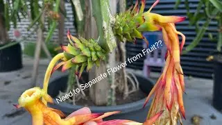 How to remove Flower from Dragon Fruit after Pollination
