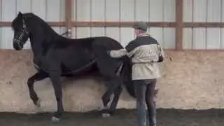 Piaffe training with David Donnelly at French Light Dressage
