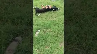 #youtube #funny #funnyanimals #trending #comedy #shortvideo @moonhindianimation2-z4e #dance