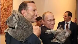 Прикольная коала зашла в магазин