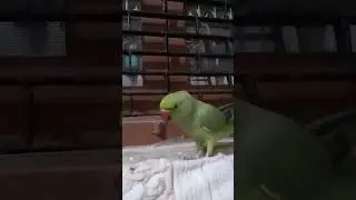 live chat #live #livestream #animals #pets #parrot #birds #bird #video #vlog #youtube #viralvideo