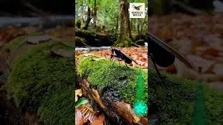 Tiger BeetleRobot transformation, robot ai, walking robot, robot humanoid