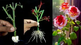 How to Grow Rose Tree from Cutting In A Garlic (New Techniques)