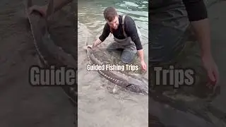 Guided sturgeon fishing trip through Fraser River Lodge. #fishingshorts #bigfish #sturgeonfishing