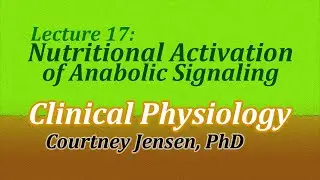 Nutritional Activation of Anabolic Signaling (Clinical Physiology, Lecture 17)