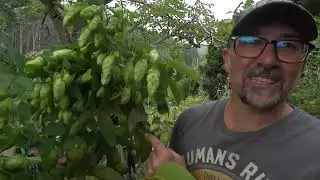 L&uacute;pulo (Humulus lupulus): Recolecci&oacute;n