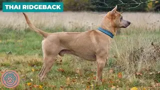 Thai Ridgeback   Why Get A Thai Ridgeback