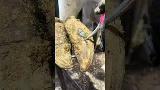 Rocks jammed in cows hoof! #hoofall #asmrtriggers #hooftrimming #farrierlife #satisfying #farming