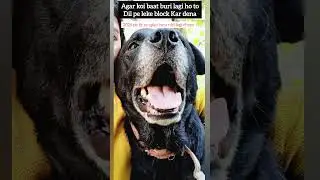 #happyending #teesmaarkhan #trending #song #trendingshorts #dog #labrador #loveanimalworld #youtube