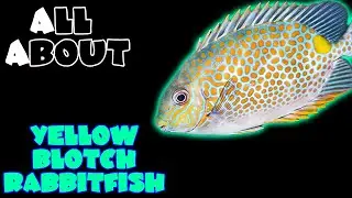 All About The Yellow Blotch Rabbitfish or Orange Spotted Foxface Rabbitfish