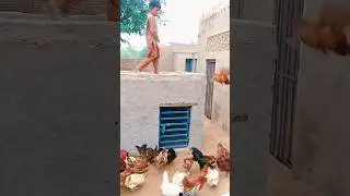 talha vlogi hens #dj