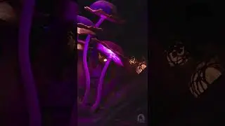The Fungi Forest