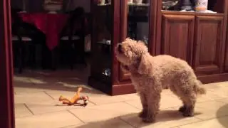 Poodle howl, Barboncino che ulula