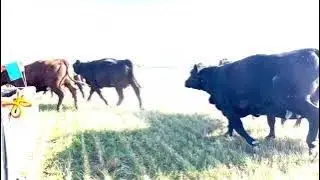 Moving cow calf pairs on cover crop
