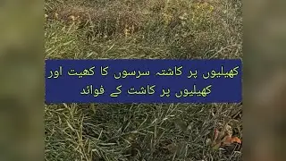 Mustard / sarson crop sown on beds ll benefits of bed sowing ll کھیلیوں پر کاشتہ سرسوں کا کھیت