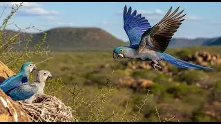 Spix's Macaw Blue parrot From Rio returns to Brazil's wild as First chicks Hatch - Extinction