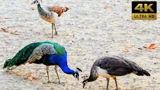 Peacocks Couple Eating Foods 