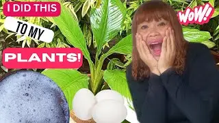 How To Make Your Plants' Leaves Shine With Egg White