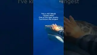My POV while #sharkdiving with TIGER SHARKS‼️🤩 at @ONEOCEANDIVING #savesharks #sharks #shorts