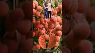 Lychee fruits aesthetic #viral #trending #asmr #short