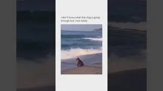 dog meditating #dogs #dogshorts #viral