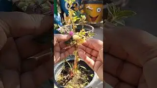 Easy Way to Grow Balsam Flowers from Seeds #gardening #seeds #plants
