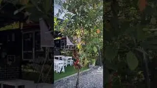 Bali tea shop