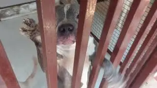 dog kennel, Exotic Birds breeding  farm.