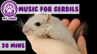 Relaxing Music for Your Gerbil!
