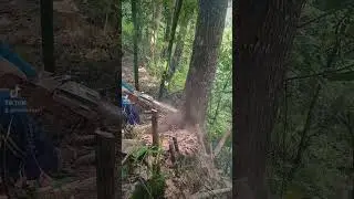 operator chainsaw sthill 381 ceroboh  kayu mahoni hancur