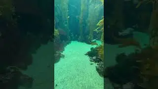 Fish Timelapse