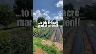 How to Turn Your Yard Into a Vegetable Garden with These Low-Cost Tips! #shorts