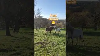 Pony Hengste - Spielerischer Start in den Herbstmorgen 🍁☀️ #pferde #pony