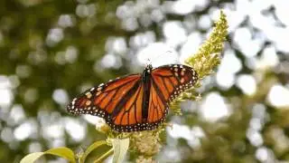 Rhode Island Wildlife slide show.