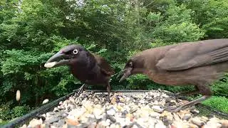 Common Grackle is a big baby