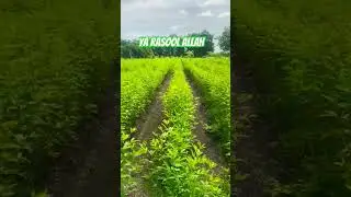 Labbaik ya Rasool Allah #naatsharif #ytshorts #shorts #nature #tedding #quran #musalman