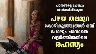 granmma's secrets in rearing chickens| പഴയതലമുറ കോഴി കുഞ്ഞുങ്ങളെ വളർത്തിയത് എങ്ങിനെ? | Poultry Media