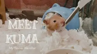 MEET KUMA  | My Syrian hamster !