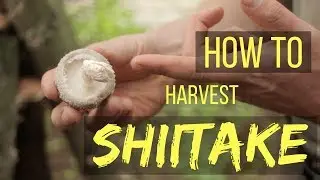Harvesting Your Log-Grown Shiitake Mushrooms