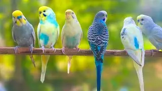 8 Hours of Budgie Best Friends - Mango and Chutney - Singing and Talking Sounds