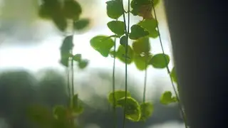Helios Winter Garden - Nikon ZR + Helios 44-2 Lens
