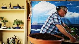 Trasplantes de braquiquito rojo de semillas jardín de bonsai de Antonio Ruiz