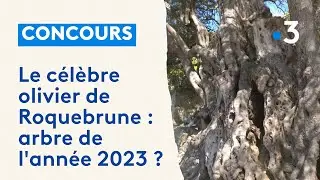 Le célèbre olivier de 2000 ans de Roquebrune-Cap-Martin, au concours de l'Arbre de l'année 2023
