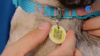 Conhe&ccedil;a a medalha de identifica&ccedil;&atilde;o da Animalltag