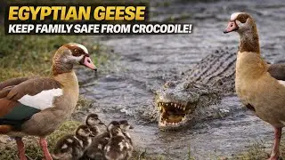 Egyptian Geese Protect Their Family From a Swimming Crocodile #egyptiangeese #crocodile #wildlife