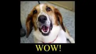 Mount Pleasant Animal Shelter