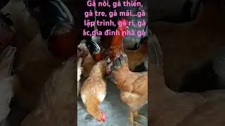 Gia đ&igrave;nh nh&agrave; g&agrave; #ganoi #gaac #gari #gatre #gathi&ecirc;n #gamaigiống...#ga
