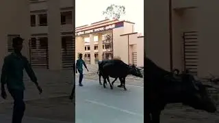 Please Subscribe Me 🙏 #viralreels #youtubeshorts #cow #baffalo#trending #baffalo #animalshorts