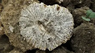 Mioceński KORALOWIEC (Miocene Fossil Coral Colony)